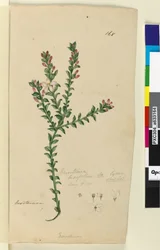 Side 168. Eriostemon buxifolium, ca. 1803-06 (wc, penn, blekk og blyant)