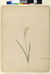 Side 170. Diplarrhena moraea, ca. 1803-06 (wc, penn, blekk og blyant)