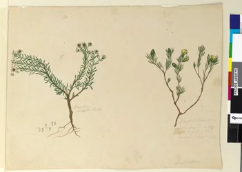 Side 179. Gompholobium; 180. Poranthera ericafolia, ca. 1803-06 (wc, penn, blekk og blyant)