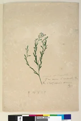 Side 182. Linum sp alliert med augustifolium, ca. 1803-06 (wc, penn, blekk og blyant)