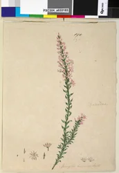 Side 190. Sprengelia incarnata, ca. 1803-06 (wc, penn, blekk og blyant)
