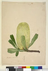 Side 19. Banksia serrata, ca. 1803-06 (wc, penn, blekk og blyant)