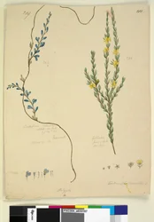 Side 209. Comesperma volubile; 210. Hibbertia fasciculata, ca. 1803-06 (wc, penn, blekk og blyant)