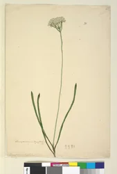 Side 20. Conospermum longifolium, c.1803-06 (wc, penn, blekk og blyant)