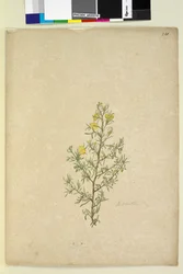 Side 231. Hibbertia sp, ca. 1803-06 (wc, penn, blekk og blyant)