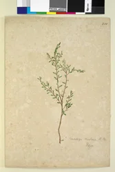 Side 233. Leucopogon, ca. 1803-06 (wc, penn, blekk og blyant)