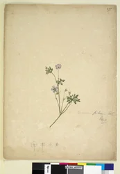 Side 237. Geranium pilosum, ca. 1803-06 (wc, penn, blekk og blyant)