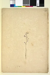 Side 250. Uidentifisert plante, ca. 1803-06 (wc, penn, blekk og blyant)