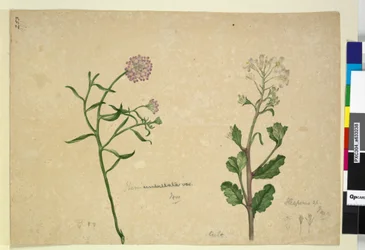 Side 253. Iberis umbellata; Hesperis sp., ca. 1803-06 (wc, penn, blekk og blyant)
