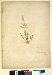 Side 261. Lissanthe strigosa, ca. 1803-06 (wc, penn, blekk og blyant)