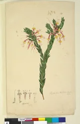 Side 33. Styphelia triflora, ca. 1803-06 (wc, penn, blekk og blyant)
