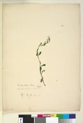 Side 38. Samolus repens, ca. 1803-06 (wc, penn, blekk og blyant)