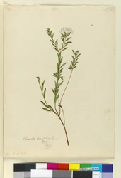Side 3. Pimelea linifolia, ca. 1803-06 (wc, penn, blekk og blyant)