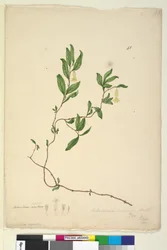 Side 43. Billardiera scandens, ca. 1803-06 (wc, penn, blekk og blyant)