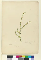 Side 4. Pimelea curviflora, ca. 1803-06 (wc, penn, blekk og blyant)