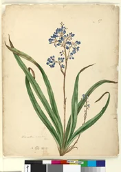 Side 57. Dianella caerulea, ca. 1803-06 (wc, penn, blekk og blyant)