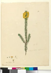 Side 73. Dillwynia rubis?, ca. 1803-06 (wc, penn, blekk og blyant)