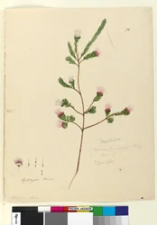 Side 76. Darwinia fascicularis, ca. 1803-06 (wc, penn, blekk og blyant)