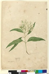 Side 84. Eucalyptus paniculata, ca. 1803-06 (wc, penn, blekk og blyant)