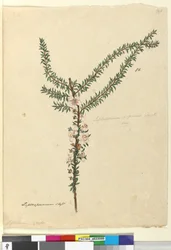 Side 86. Leptospermum scoparium, ca. 1803-06 (wc, penn, blekk og blyant)