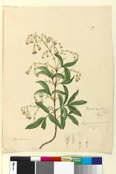 Side 99. Bignonia australisPandorea pandorana, ca. 1803-06 (wc, penn, blekk og blyant)
