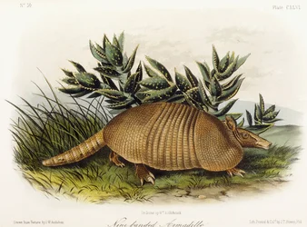 Ni-båndet beltedyr, 1849-1854