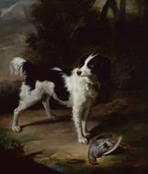 En svart-hvit springer spaniel med en død rapphøne i et landskap