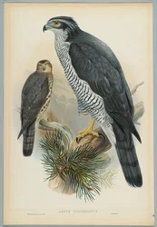 Astur Palumbarius - hønsehauk, tegnet av J. Wolf, gravert av H. C. Richter