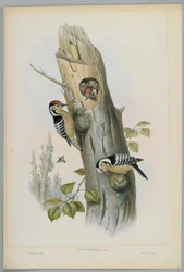 Picus Minor - mindre spett, gravert av H. C. Richter