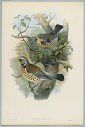 Turdus Pilarus - Einertrost, gravert av H. C. Richter