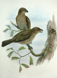 Ailuroedus Dentirostris, tannnebbet kattefugl