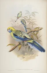 Platycerus cyanogenus, fra The Birds of Australia av John Gould, 1840