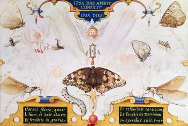 Diptyk med blomster og insekter, 1591 (maruflasje og pergament på panel)