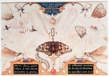 Diptyk med blomster og insekter, 1591.