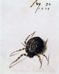 Kvinnelig edderkopp, 1578
