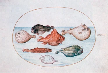 Fisk, 1500-tallet