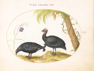 Plate 11: Perlehønepar med palmetre og fritillaria