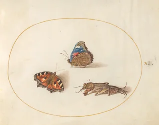 Plate 11: Små skilpaddeskall og røde admiralsommerfugler med en føflekkricket