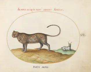 Plate 12: En gepard(?) og en villsau