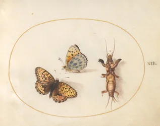 Plate 12: To utsikter av en sommerfugl (sølvkantet fritillary?) og en føflekk-cricket