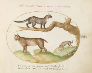 Plate 14: En sivet, en gaupe og en hyene
