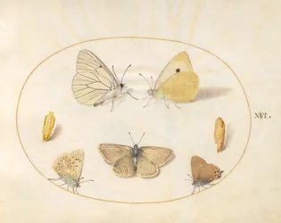 Plate 16: Sort-årede hvite, skygule, svarte hårstriper(?) og Geranium Argus(?) sommerfugler med to krysalider