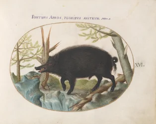 Plate 16: Villsvin