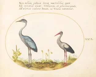 Plate 18: Hegre og stork