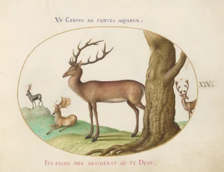 Plate 19: Fire typer hjort
