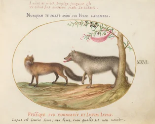 Plate 26: En rødrev og en ulv