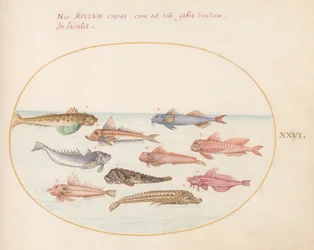 Plate 26: Gurnards, Dragonets og Other Fish