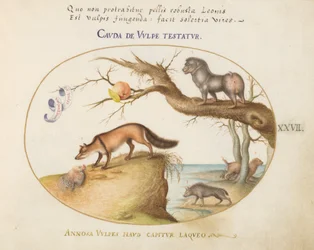 Plate 27: En korsrev, en hyene/bavian, en "sjøulv" og en gulon (jerv?)