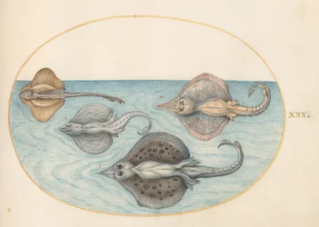 Plate 30: Fire stråler