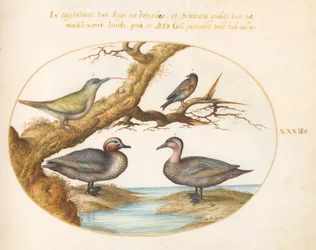 Plate 32: En grønnvinget krikkand, en ung grønn spett og to andre fugler